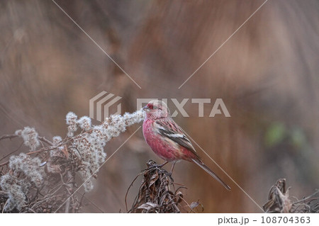 ベニマシコ 108704363