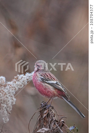 ベニマシコ 108704377