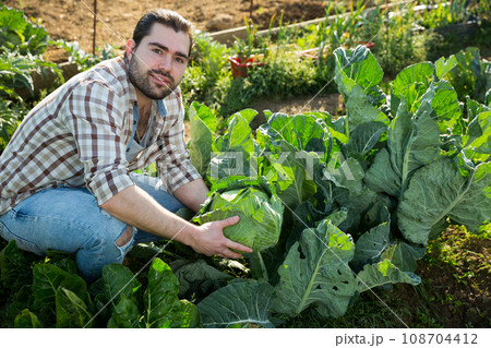 Male farmer checking cabbage 108704412