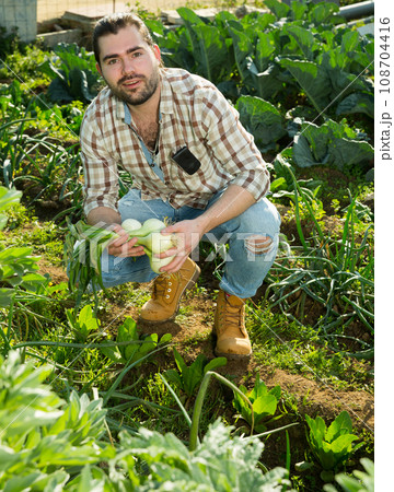 Man harvesting green onion Man harvesting green onion 108704416