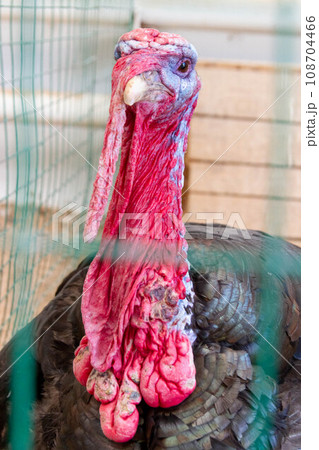 Wild turkey close up. Turkey in the zoo. Wild turkey close up. Turkey in the zoo. 108704466