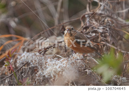 ベニマシコ ベニマシコ 108704645