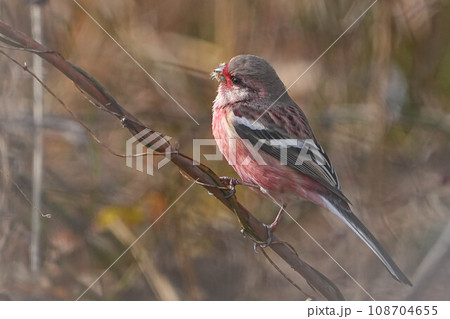 ベニマシコ 108704655