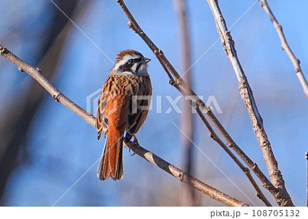 ホオジロ ホオジロ 108705132
