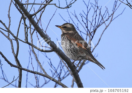 ツグミ 108705192