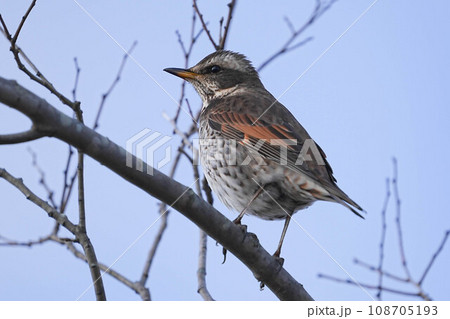 ツグミ ツグミ 108705193