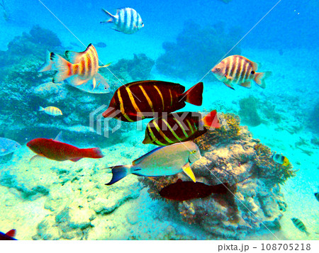 タヒチ・ランギロア環礁・リゾートの桟橋でシュノーケリング 108705218