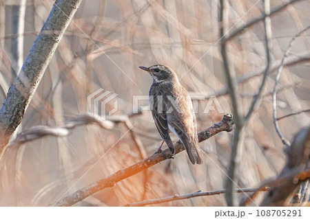 ツグミ 108705291