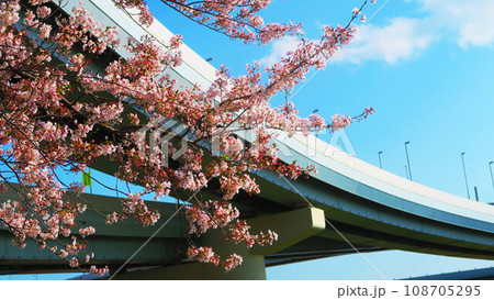 東京都足立区の江北ジャンクションと春の満開の桜の風景 東京都足立区の江北ジャンクションと春の満開の桜の風景 108705295