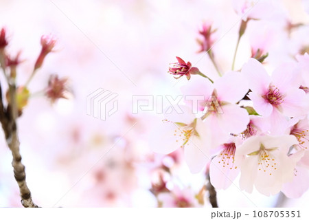 春の光を浴びる桜 108705351