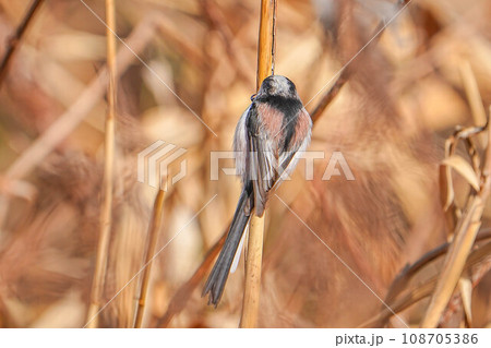 エナガ エナガ 108705386