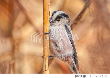 エナガ エナガ 108705396