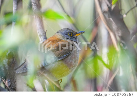 シロハラ シロハラ 108705567