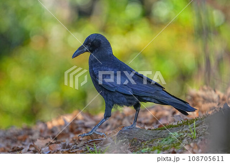 カラス 108705611