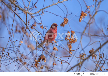 アトリ アトリ 108705667