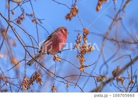 アトリ アトリ 108705668