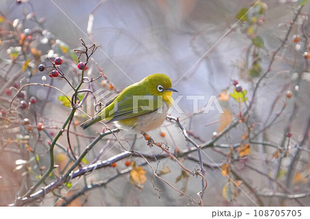 メジロ メジロ 108705705