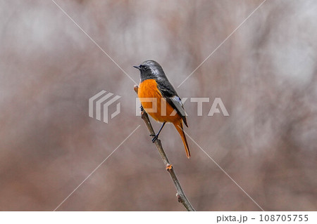 ジョウビタキ 108705755