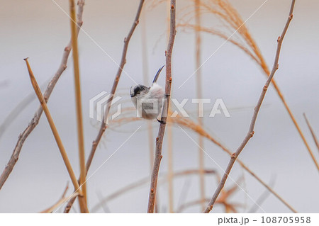 エナガ エナガ 108705958