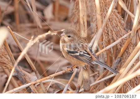 ベニマシコ 108706187