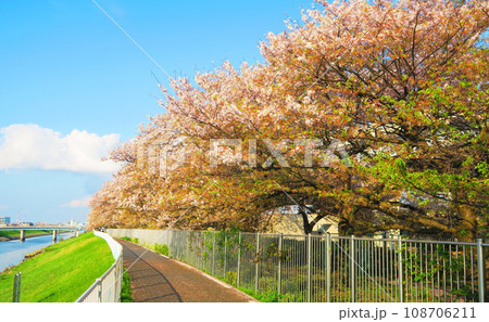 都市農業公園（東京都足立区）の新芝川沿いのサイクリングロード沿いに並ぶ桜並木と青空の風景 108706211