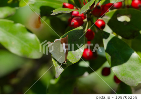 カマツカの葉に止まるシジミチョウカウラギンシジミ♀ カマツカの葉に止まるシジミチョウカウラギンシジミ♀ 108706258