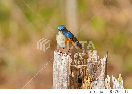 ルリビタキ ルリビタキ 108706317