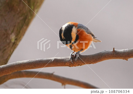 ヤマガラ 108706334