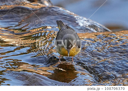 キセキレイ キセキレイ 108706370