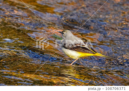 キセキレイ キセキレイ 108706371