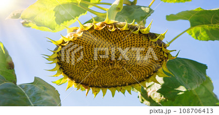 Sunflower pecked by birds against the sky Sunflower pecked by birds against the sky 108706413