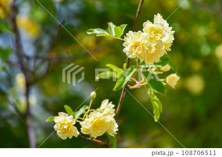黄色いモッコウバラの花 108706511