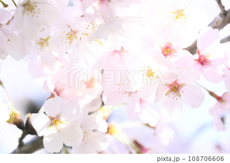 春の陽光を浴びる桜 春の陽光を浴びる桜 108706606