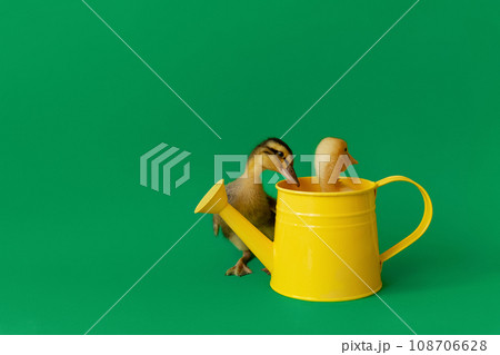 two small ducks yellow in metal watering can and variegated duckling on green background, selective focus 108706628