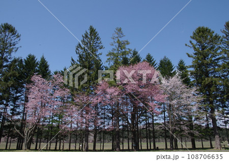二十間道路桜並木にて満開の桜と青空 108706635