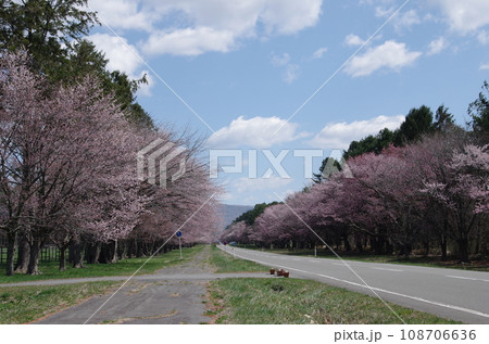 満開の桜並木と青空　北海道二十間道路桜並木 108706636