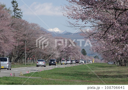 満開の二十間道路桜並木と雪をかぶった日高山脈 108706641