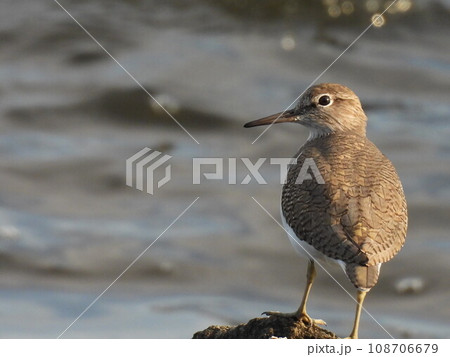 水辺のイソシギ(野鳥) 水辺のイソシギ(野鳥) 108706679