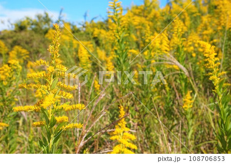 セイタカアワダチソウ　植物　雑草 108706853