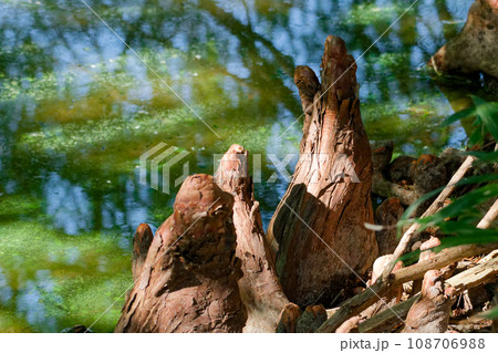 ヒノキ科ラクウショウの呼吸根 ヒノキ科ラクウショウの呼吸根 108706988