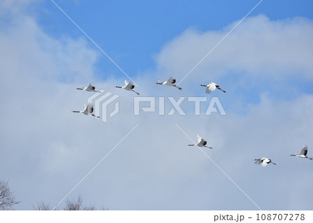 タンチョウ、快晴、釧路、北海道 タンチョウ、快晴、釧路、北海道 108707278