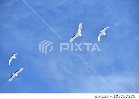 タンチョウ、快晴、釧路、北海道 108707279