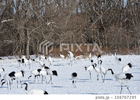 タンチョウ、快晴、釧路、北海道 108707295