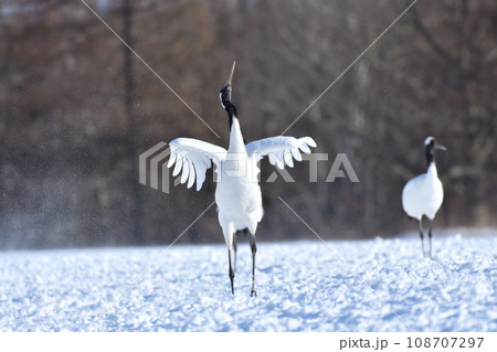 タンチョウ、快晴、釧路、北海道 タンチョウ、快晴、釧路、北海道 108707297