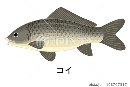 コイのイラスト 108707317