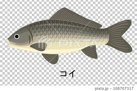 コイのイラスト 108707317