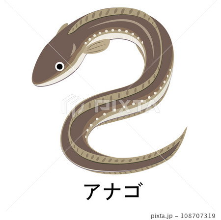 アナゴのイラスト アナゴのイラスト 108707319