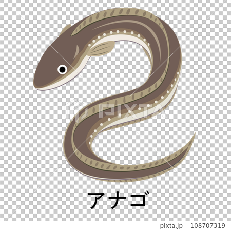 アナゴのイラスト アナゴのイラスト 108707319