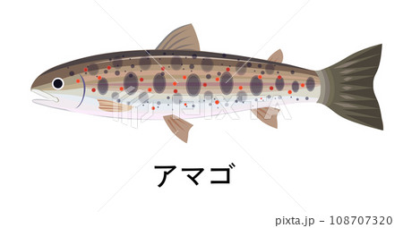アマゴのイラスト アマゴのイラスト 108707320