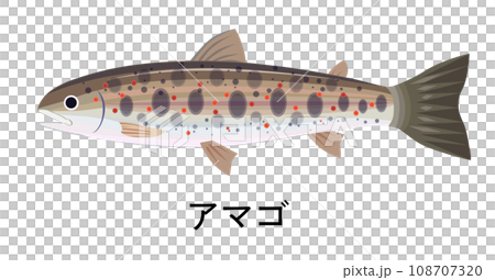 アマゴのイラスト アマゴのイラスト 108707320